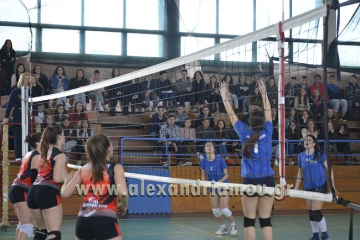 volley _1ogel-kassandra063